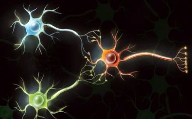 دانشمندان از سلول‌های مغز انسان رایانه‌ می‌سازند