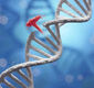 دستاورد جدید دانشمندان؛ ابزار اصلاح ژنتیک برای اولین‌بار DNA را داخل بدن ویرایش کرد