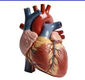 دریچه قلب مصنوعی که با رشد کودکان، بزرگ می شود؛ سازمان غذا و داروی آمریکا مجوز استفاده داد