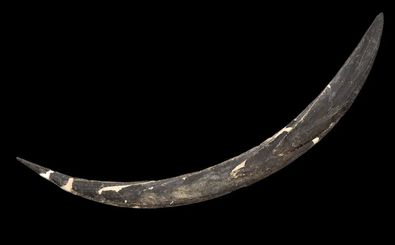 کشف بومرنگ ۴۰ هزار ساله در لهستان