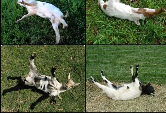 چرا «بُزهای غشی» غش می‌کنند؟