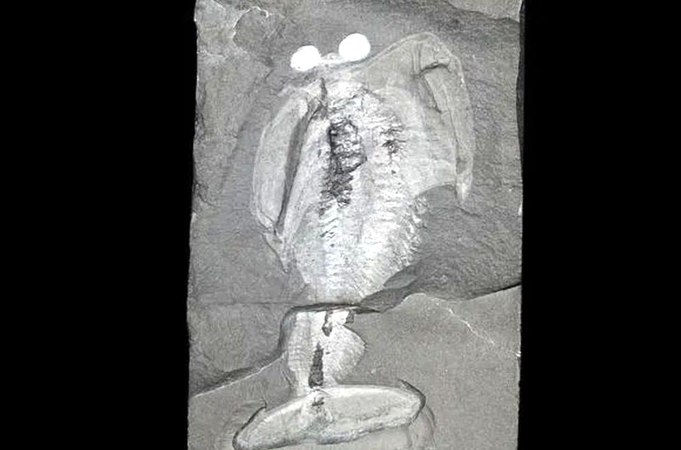 معمای جانور «سِپَردار» 500 میلیون‌ساله بالاخره حل شد