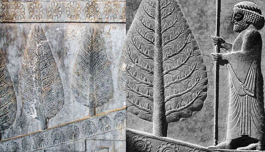 چرا اجداد ما ایرانیان به درخت سرو بسیار بها میدادند؟