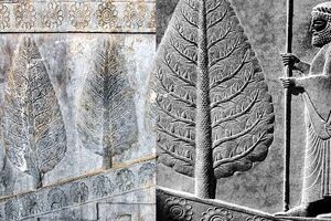 چرا اجداد ما ایرانیان به درخت سرو بسیار بها می‌دادند؟