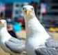 مرغان دریایی لحن تند انسان را می‌فهمند
