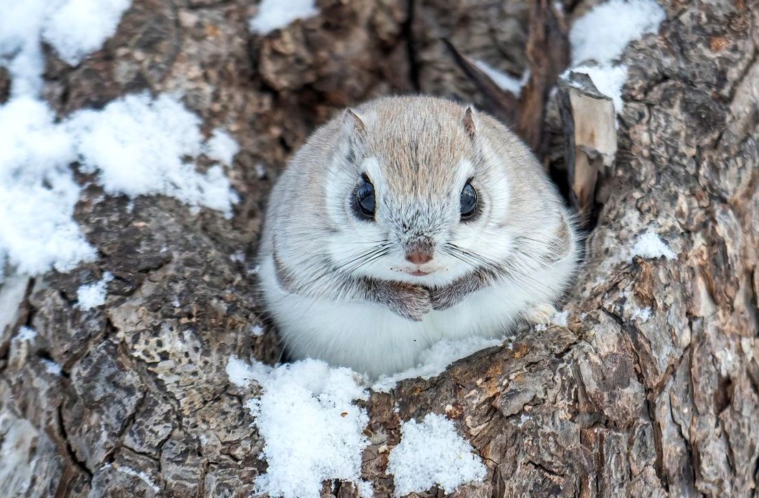 این سنجاب ملوس نماد «بامزگی» در ژاپن است 