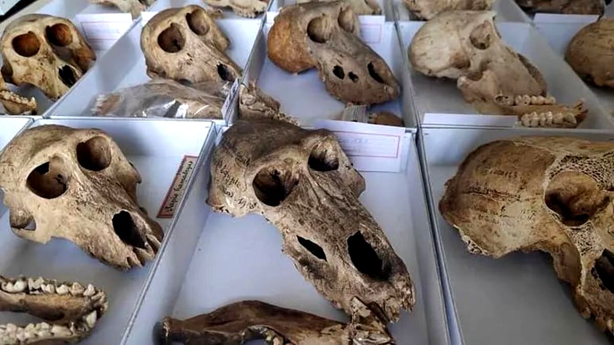 کشف تازه دانشمندان از مومیایی‌های مرموز بابون‌های متعلق به ۲۸۰۰ سال پیش در مصر