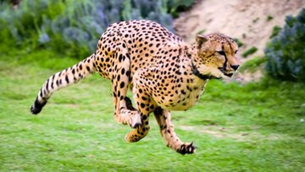 چه شد که یوزپلنگ ها سریع ترین حیوانات روی زمین شدند؟