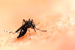 مبارزه با پشه‌های ناقل مالاریا با یک قارچ سمی