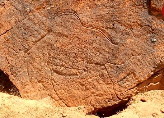 کشف «شترهای 12 هزارساله» در بیابان‌های عربستان