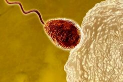 تخمک زنان در آخرین لحظات لقاح در گزینش اسپرم برنده بسیار سختگیر می‌شود 