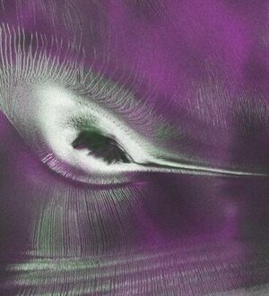 مرغ مگس‌خوار در قطب جنوب در عکس روز ناسا
