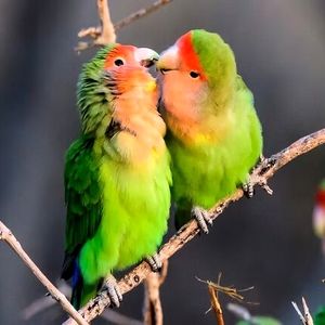 عجیب‌ترین آیین‌های عاشقی در قلمرو حیوانات