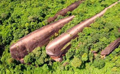 نهنگ‌های «صخره‌ای» که در «جنگل» شنا می‌کنند 