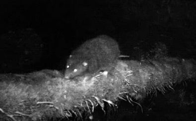 موش صحرایی غول‌پیکر پس از ۳۰ سال دیده شد