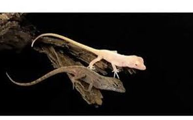 مارمولکی که در بیابان فریاد می‌زند 