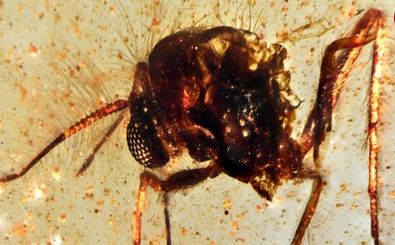 کشف «کپسول کهربایی زمان» که حشرات 112 میلیون ساله را در خود حفظ کرده است 