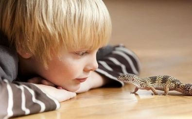 «مارمولک‌های شهری» ارتباطات اجتماعی قوی‌تری نسبت به مارمولک‌های روستایی دارند