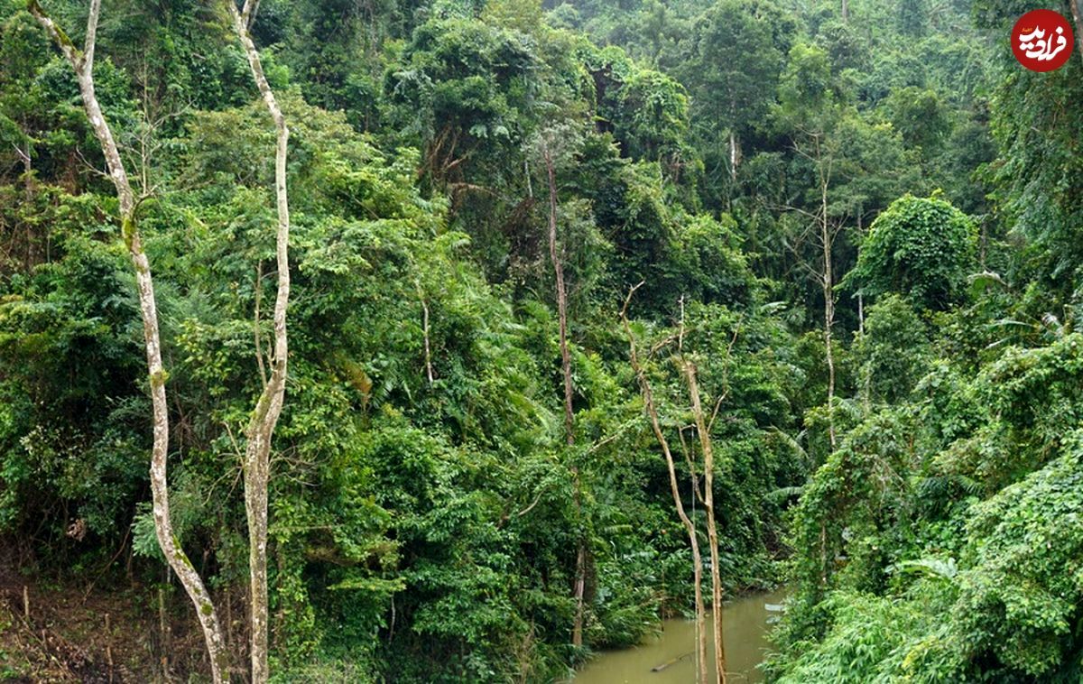کشف گونۀ جدید «مارمولک» با خارهایی شبیه «اژدها» 