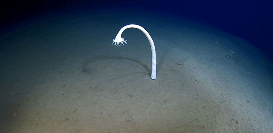 موجودات عجیبی که به تازگی در اعماق اقیانوس دیده شده‌اند 