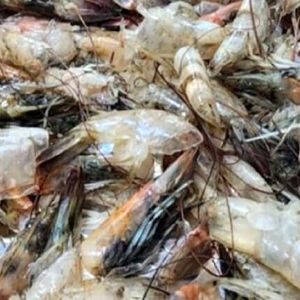 ضایعات میگو تبدیل به ماده‌ای باورنکردنی شد