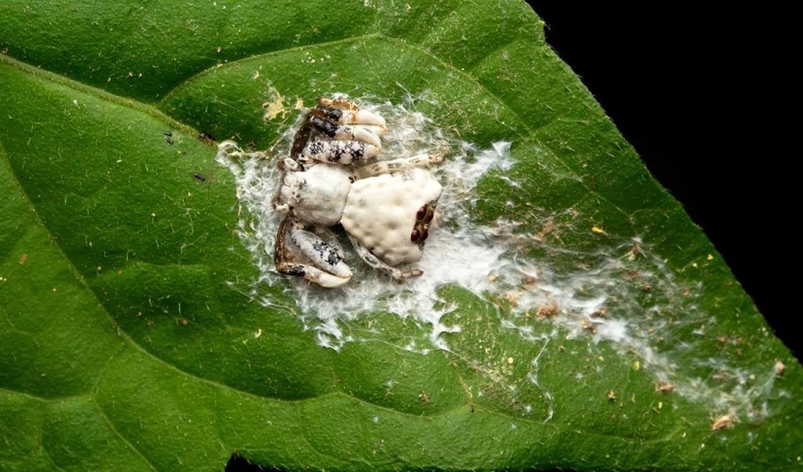 جانوری که خودش را شبیه «مدفوع پرنده» می‌کند