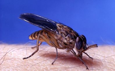 مرگبارترین «مگس‌ها» در جهان که هر سال هزاران نفر را می‌کشند 