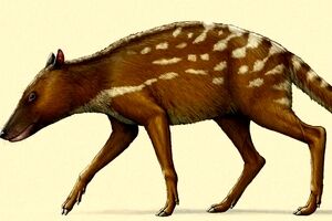 این جانور چگونه به «نهنگ» تبدیل شد؟
