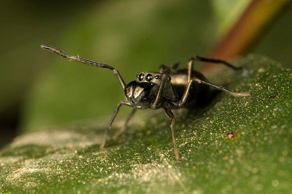 عنکبوت شگفت‌انگیزی که به بچه‌هایش «شیر» می‌دهد