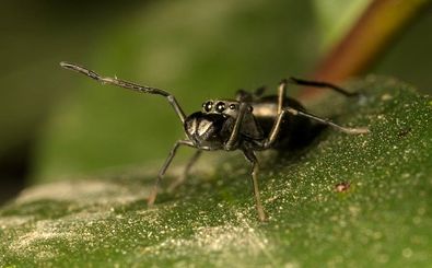عنکبوت شگفت‌انگیزی که به بچه‌هایش «شیر» می‌دهد