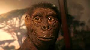 یکی از قدیمی‌ترین اجداد انسان؛ «لوسی» چه رازهایی از تکامل انسان را فاش می‌کند؟