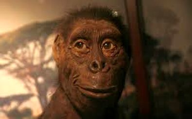 یکی از قدیمی‌ترین اجداد انسان؛ «لوسی» چه رازهایی از تکامل انسان را فاش می‌کند؟