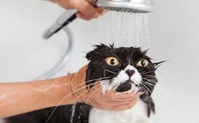 چرا گربه‌ ها از خیس شدن متنفرند؟