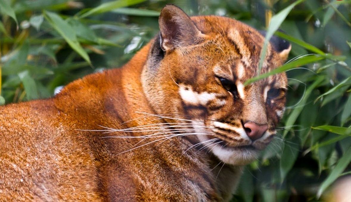 گربۀ طلایی؛ جانوری 16 کیلویی که گاو و گوزن می‌خورد