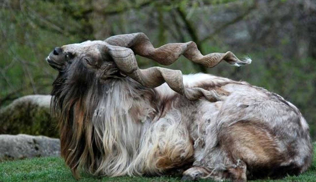 «مارخور» پاکستانی گرانترین «شکار» جهان شد