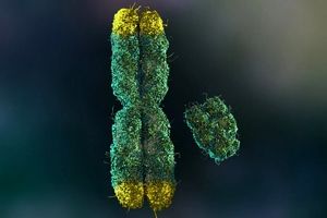از دست دادن کروموزوم جنسی، عمر مردان را کوتاه‌تر می‌کند