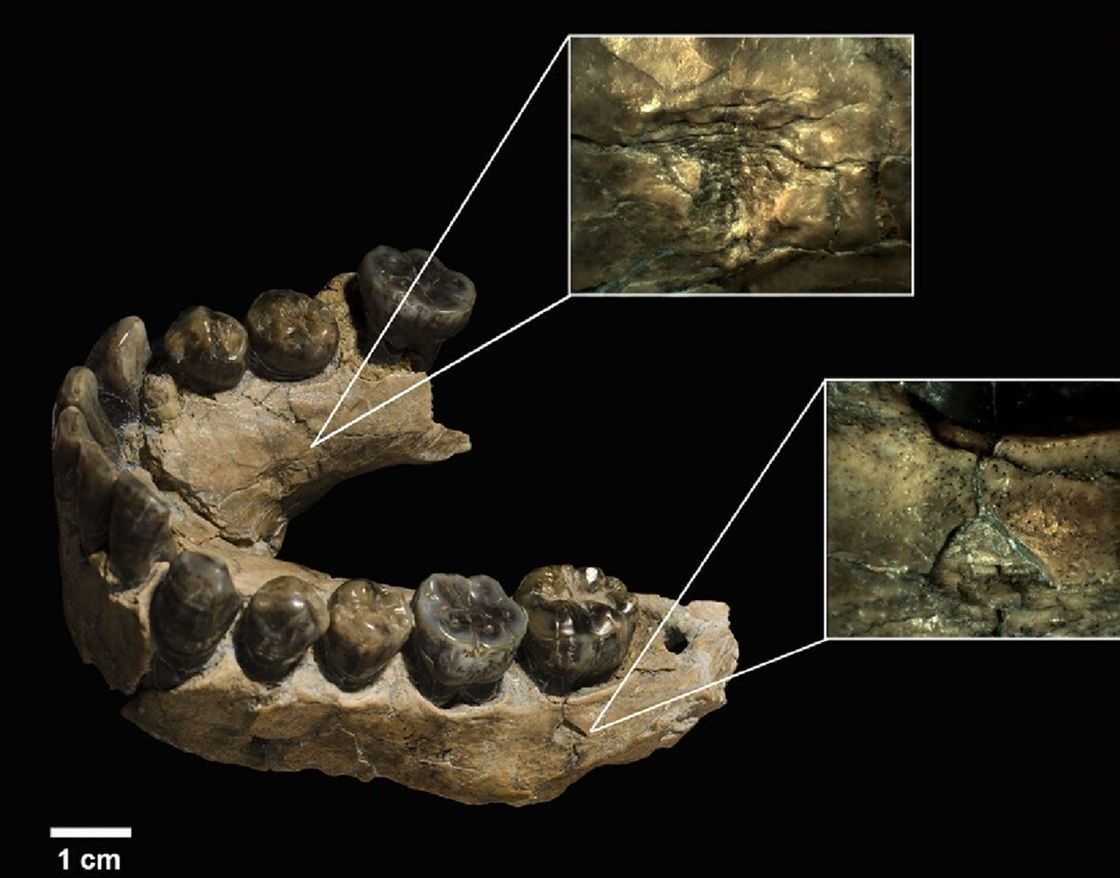 کشف بقایای انسان‌های 2 میلیون ساله که صورتشان توسط «پلنگ» خورده شده بود 