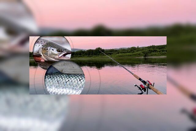 این فناوری جدید، ماهی آزاد را از ماهی پرورشی تشخیص می‌دهد 