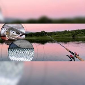 این فناوری جدید، ماهی آزاد را از ماهی پرورشی تشخیص می‌دهد 