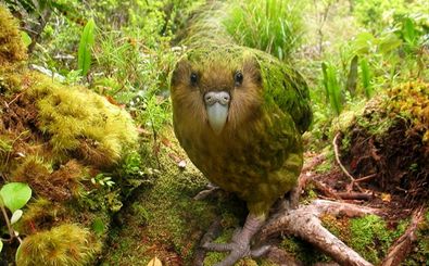 کاکاپو؛ طوطی چاقی که «راه می‌رود» و نزدیک به ۱۰۰ سال عمر می‌کند