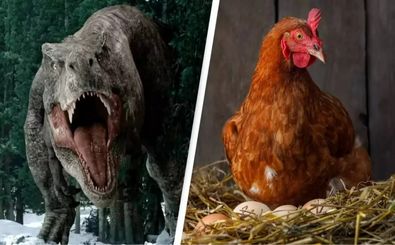 دانشمندان: مرغ‌ها از نزدیک‌ترین خویشاوندان زنده تی‌‌رکس هستند