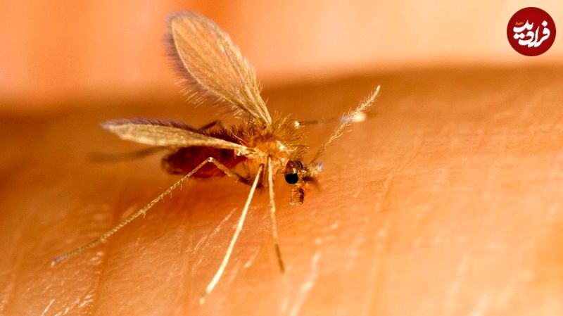 sand fly