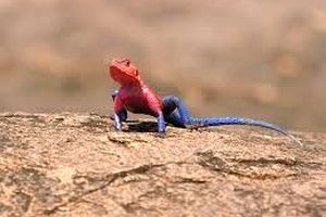 آگامای موآنزا؛ مارمولکی که لباس «مرد عنکبوتی» را بر تن دارد 