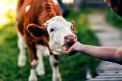 آیا ما «گاوها» را دست کم گرفتیم؟