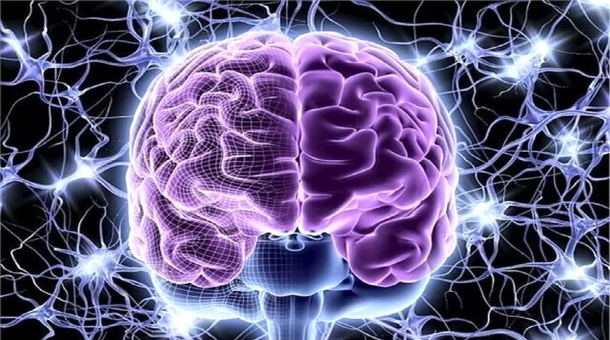 یادگیری چگونه در مغز شکل می‌گیرد؟