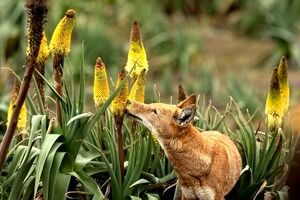 گرگ‌هایی که ادای زنبورهای عسل را در می‌آورند!