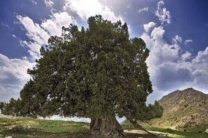 کهنسال‌ترین درخت ایران ثبت ملی شد