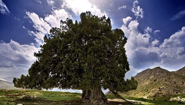 کهنسال‌ترین درخت ایران ثبت ملی شد