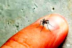آیا بیماری تب دنگی کشنده است؟/ اینفوگرافیک