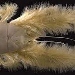 خرچنگ پشمالوی کمترشناخته‌شده‌ای که غذایش را روی بدن خودش پرورش می‌دهد